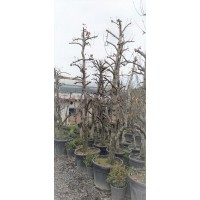 Armut Fidanı Deveci Armut Fidani 10 Yaşında Saksılı