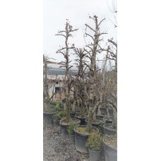 Armut Fidanı Deveci Armut Fidani 10 Yaşında Saksılı