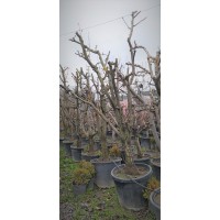 Kışlık Margarita Armut Fidani 15 Yaşında Saksılı