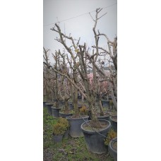 Kışlık Margarita Armut Fidani 15 Yaşında Saksılı Kışlık Margarita Armut Fidani 15 Yaşında Saksılı