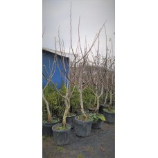 Ceviz Ağacı 5 Yaş Ceviz Ağacı 5 Yaş