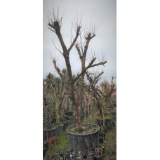 Hurma Ağacı 15 Yaş Hurma Ağacı 15 Yaş