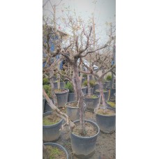 Üzüm 10 Yaş Üzüm 10 Yaş