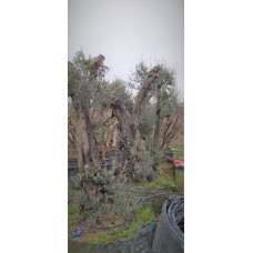 Büyük Gemlik Sofralık Zeytin Fidanı 40 - 50 Yaş Büyük Gemlik Sofralık Zeytin Fidanı 40 - 50 Yaş