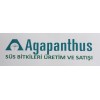 Agapanthus Çiçekçilik