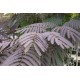 Albizia Julibrissin (Gülibrişim)