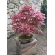 Acer Palmatum (Akça Ağaç)
