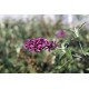 Buddleja davidii (Kelebek Çalısı)
