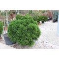 Cryptomeria Japonica Globosa ( Japon Kadife Çamı)