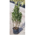 Nerium Oleander (Zakkum)