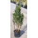 Nerium Oleander (Zakkum) Nerium Oleander (Zakkum)