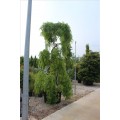 Sophora japonica ‘Pendula’ (Sarkık Japon Sophorası)