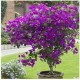 Begonvil (Bougainvillea)