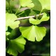 Mabet Ağacı (Ginkgo biloba)