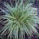 Carex (Kareks) Carex (Kareks)