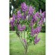 Leylak (Syringa) Leylak (Syringa)