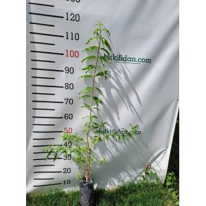 Limon Melisa Fidanı 2 Yaş  Limon Melisa Fidanı 2 Yaş