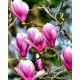 Magnolia grandiflora (Manolya)