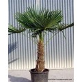 Arecaceae - Palmae (Palmiye)
