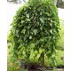 Morus nigra Pendula (Ters dut)