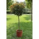 Photinia (Alev)