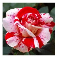  Türkiyem Kırmızı Beyaz Gül 