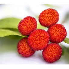 4 Yaş Kocayemiş (Dağ Çileği) Fidanı