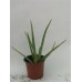 Aloe Vera Bitkisi