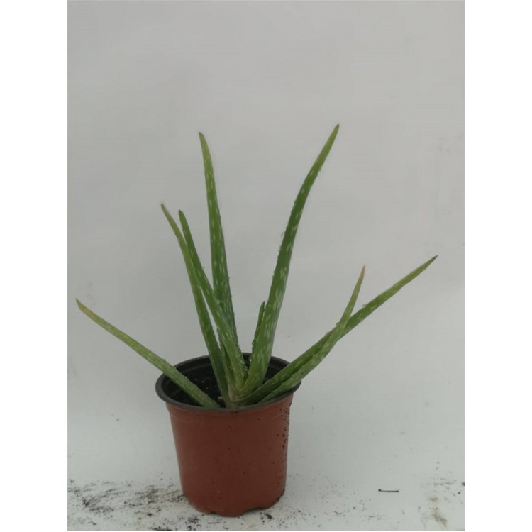 Aloe Vera Bitkisi