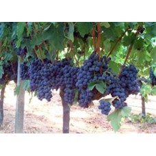 Alphonse Lavellee Üzüm Fidanı