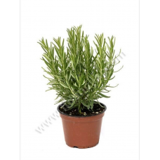 BİBERİYE BİBERİYE