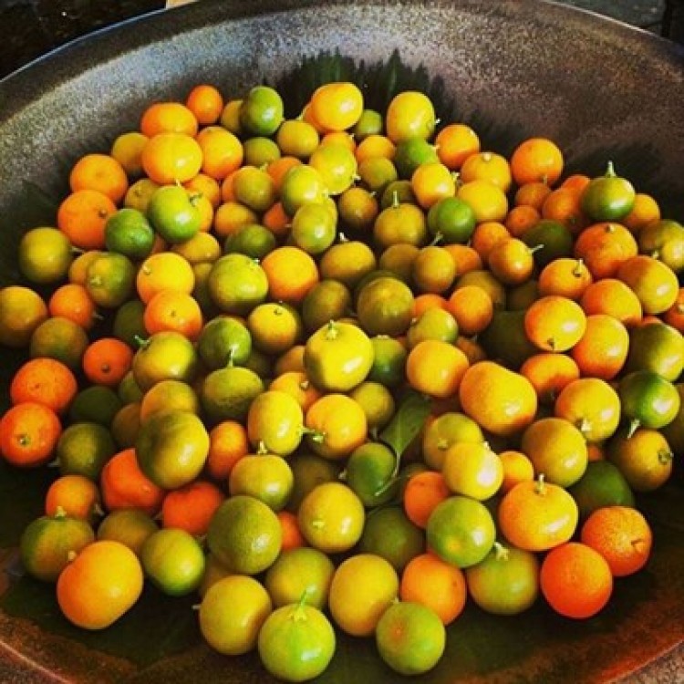 Calamondin Fidani (Citrus Madurensis) 3 Yasinda Asili