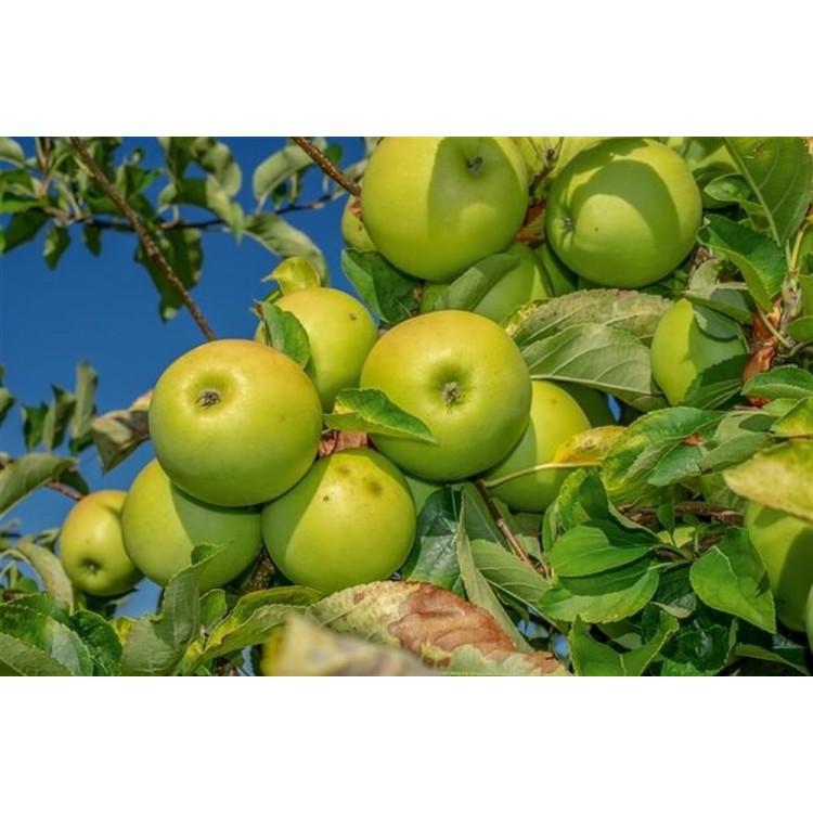 Granny Smith Büyük Elma Fidanı (Yeşil-Mayhoş) 20-22 Kütür Saksılı