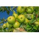 Granny Smith Büyük Elma Fidanı (Yeşil-Mayhoş) 20-22 Kütür Saksılı