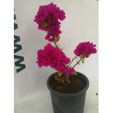 Kalanşo Çiçeği Pembe Kalanşo Çiçeği Pembe