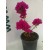 Kalanşo Çiçeği Pembe