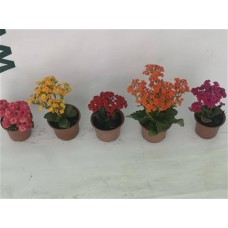 Kalanşo Çiçeği Kırmızı Kalanşo Çiçeği Kırmızı