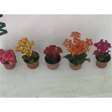 Kalanşo Çiçeği Turuncu Kalanşo Çiçeği Turuncu