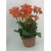 Kalanşo Çiçeği Turuncu