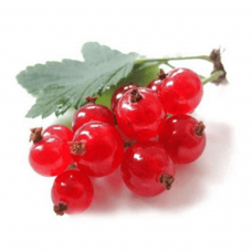 Kirmizi Frenk Üzümü Fidanı 3 Yaşında 50-70cm Saksıda Kirmizi Frenk Üzümü Fidanı 3 Yaşında 50-70cm Saksıda