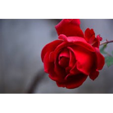 Kırmızı Gül  Kırmızı Gül