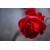 Kırmızı Gül 