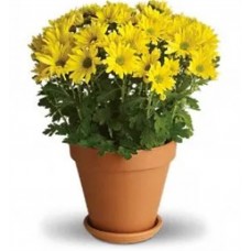 Krizantem (Kasımpatı) Çiçeği saksıda Krizantem (Kasımpatı) Çiçeği saksıda