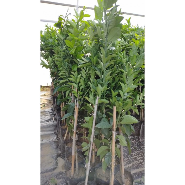 Nova Mandalina Fidanı 3 Yaşında Aşılı 120-150cm Tüplü