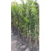 Nova Mandalina Fidanı 3 Yaşında Aşılı 120-150cm Tüplü Nova Mandalina Fidanı 3 Yaşında Aşılı 120-150cm Tüplü