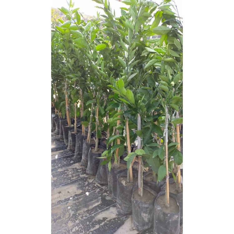 Nova Mandalina Fidanı 3 Yaşında Aşılı 120-150cm Tüplü