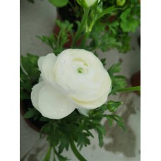 Şakayık beyaz çiçekli Şakayık beyaz çiçekli