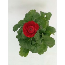 Şakayık Kırmızı Çiçekli Şakayık Kırmızı Çiçekli