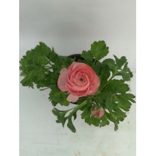 Şakayık Pembe Çiçekli Şakayık Pembe Çiçekli