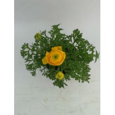 Şakayık Sarı Çiçekli Şakayık Sarı Çiçekli